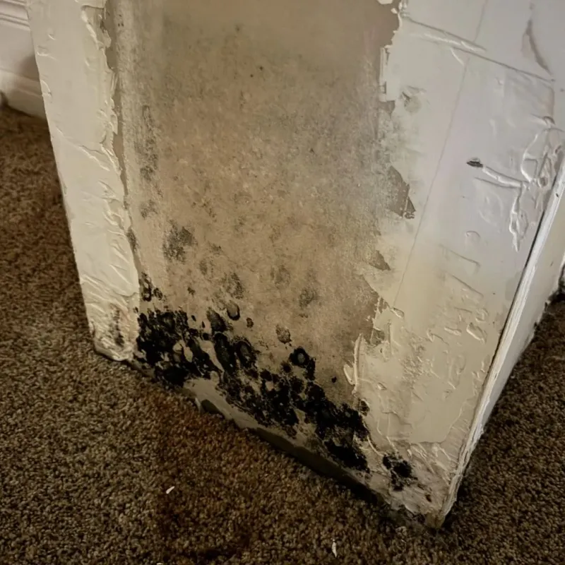 Professional Mold Removal in West Bishop, CA